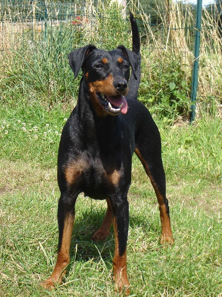 Bagheera des hautes courtilles