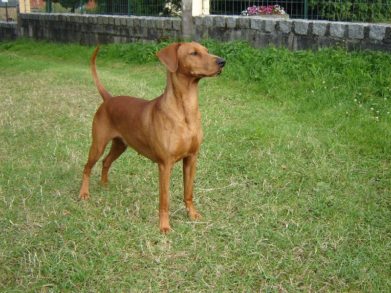 CH. Arlyn des hautes courtilles