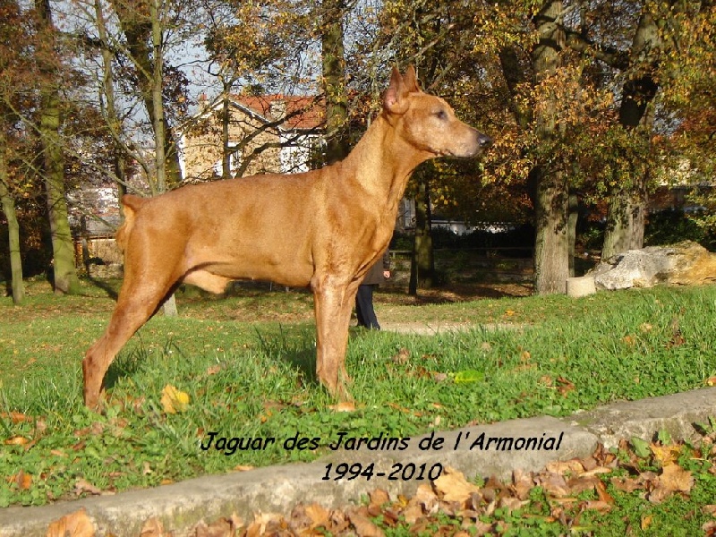 CH. Jaguar Des jardins de l'armonial